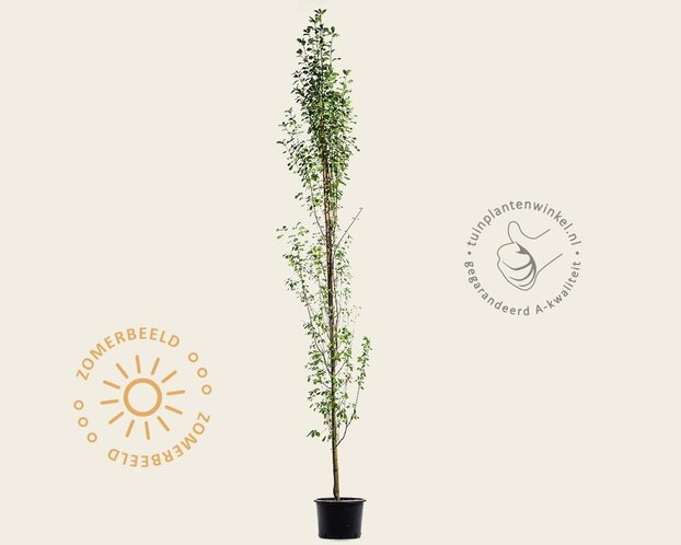 Amelanchier alnifolia 'Obelisk'