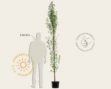 Amelanchier alnifolia 'Obelisk'