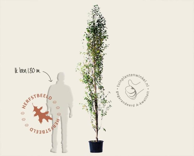 Amelanchier alnifolia 'Obelisk'