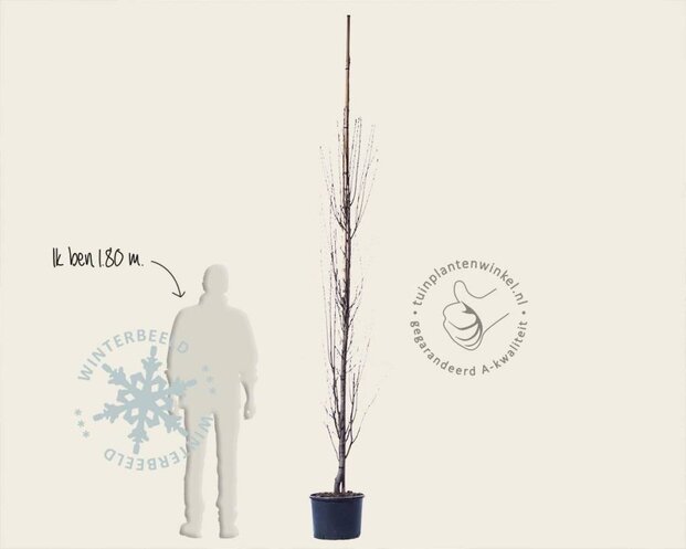 Amelanchier alnifolia 'Obelisk'