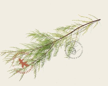 Tamarix ramosissima 'Pink Cascade' - hoogstam