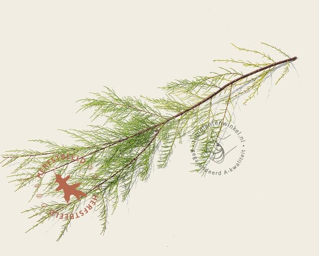 Tamarix ramosissima 'Pink Cascade' - hoogstam