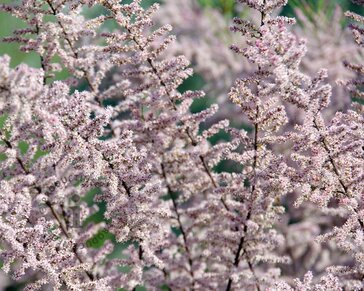 Tamarix ramosissima 'Pink Cascade' - hoogstam