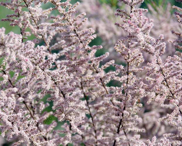 Tamarix ramosissima 'Pink Cascade' - hoogstam