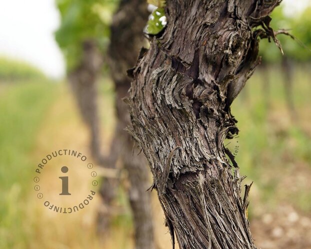 Alleen in winkel Vitis vinifera - oude halfstam 2-arm