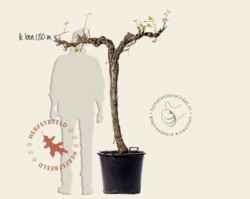 Alleen in winkel Vitis vinifera - oude halfstam 2-arm