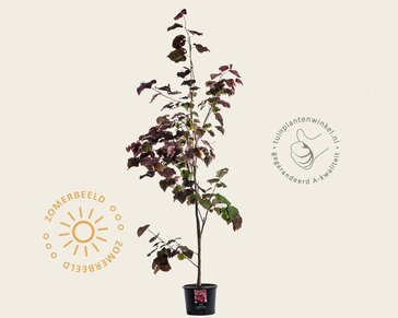 Cercis canadensis 'Forest Pansy' - beveerd