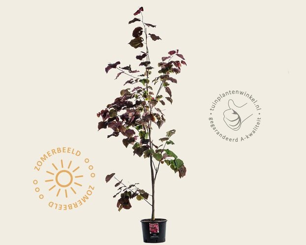 Cercis canadensis 'Forest Pansy' - beveerd