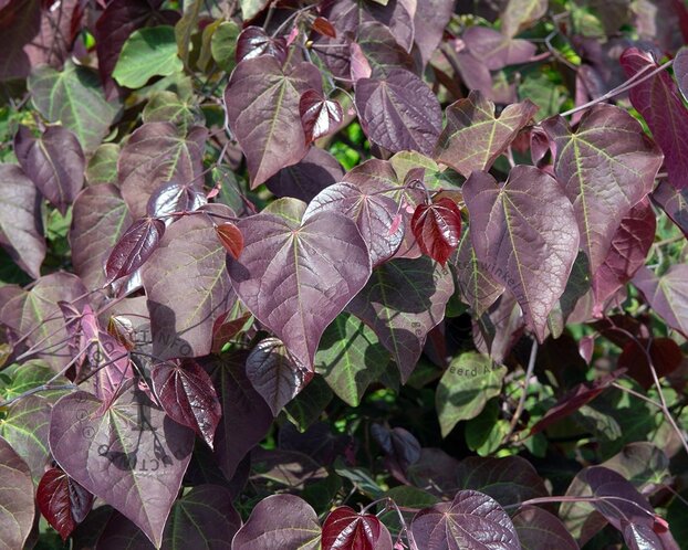 Cercis canadensis 'Forest Pansy' - beveerd