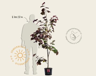 Cercis canadensis 'Forest Pansy' - beveerd