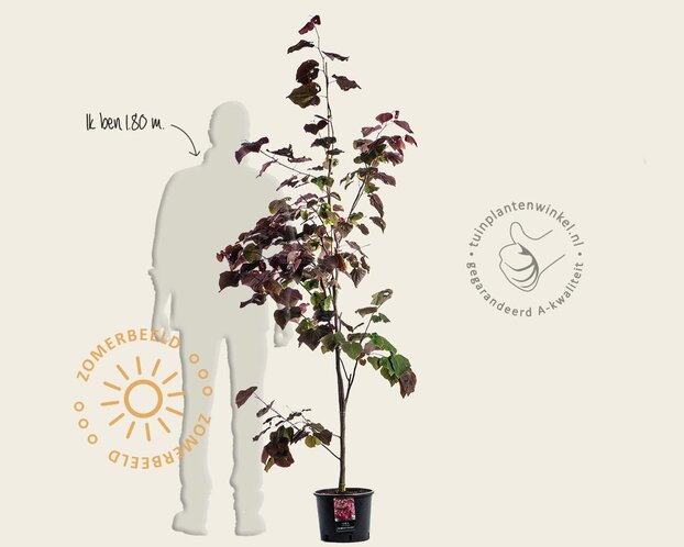 Cercis canadensis 'Forest Pansy' - beveerd