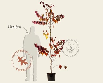 Cercis canadensis 'Forest Pansy' - beveerd