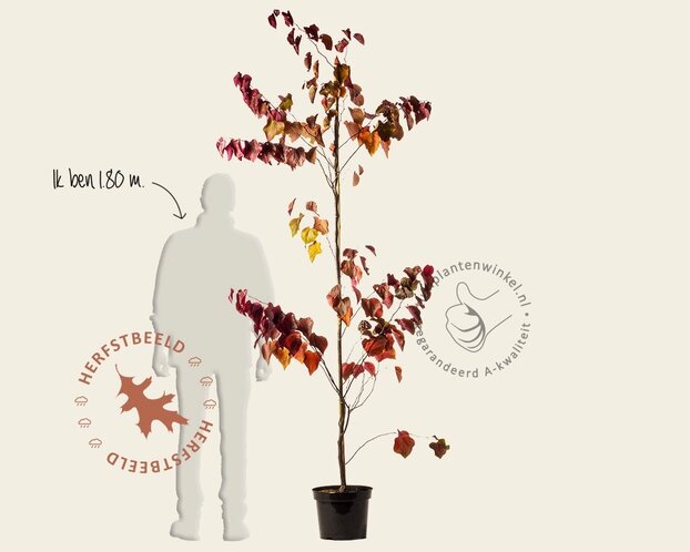 Cercis canadensis 'Forest Pansy' - beveerd