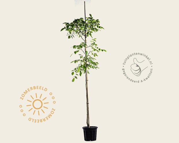 Juglans regia 'Buccaneer' - hoogstam