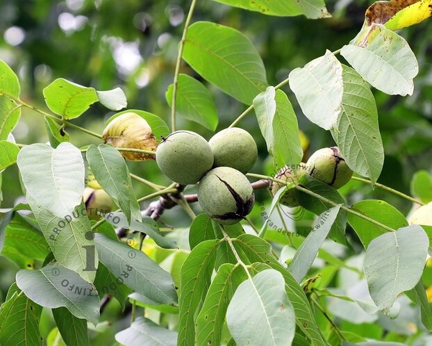 Juglans regia 'Buccaneer' - hoogstam