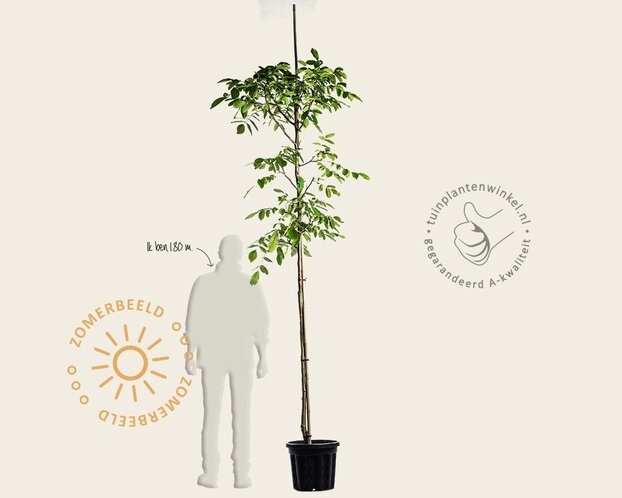 Juglans regia 'Buccaneer' - hoogstam