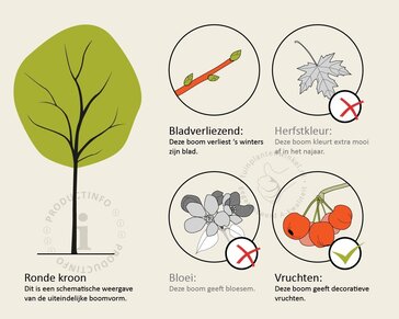 Juglans regia 'Buccaneer' - hoogstam