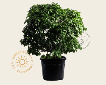 Quercus palustris 'Green Dwarf' image