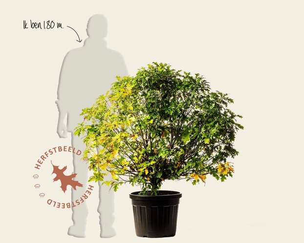 Quercus palustris 'Green Dwarf'