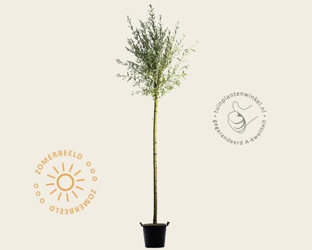 Salix alba 'Sericea'