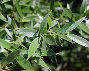 Salix alba 'Sericea'