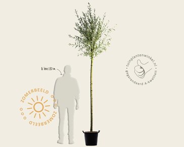 Salix alba 'Sericea'