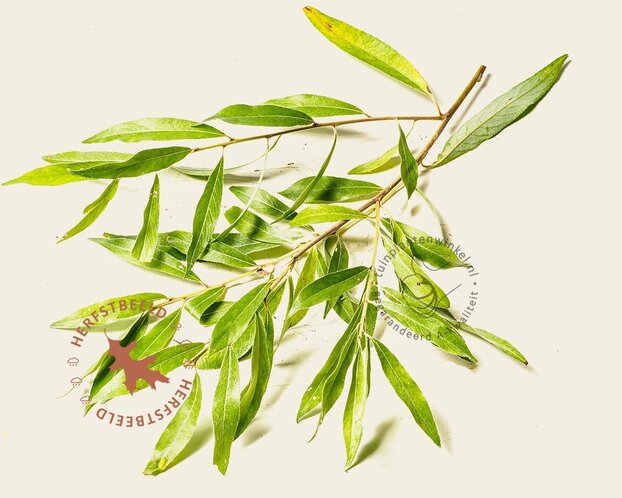 Salix alba 'Sericea'