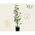 Acer griseum - XL+