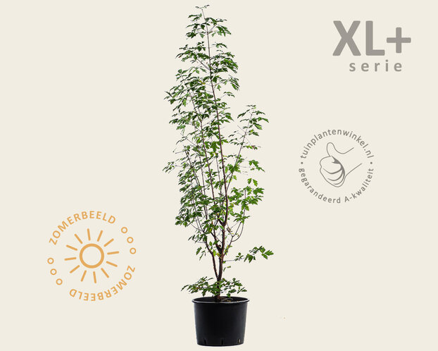 Acer griseum - XL+