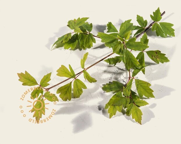 Acer griseum - XL+