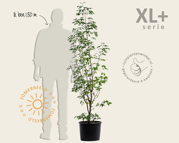 Acer griseum - XL+
