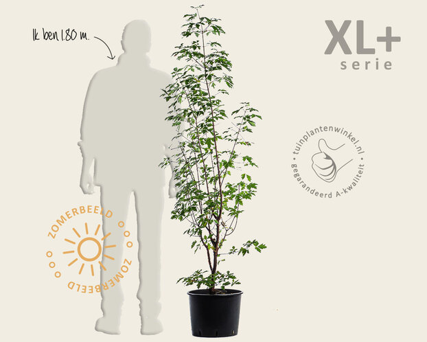 Acer griseum - XL+