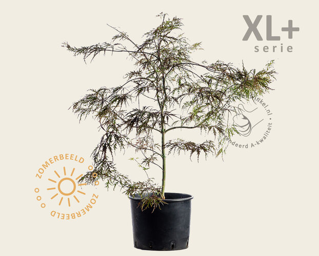 Acer palmatum 'Garnet' - XL+