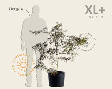 Acer palmatum 'Garnet' - XL+