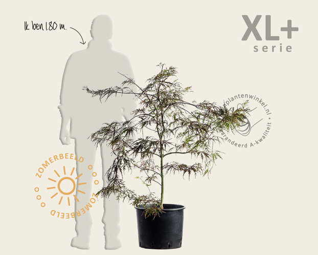 Acer palmatum 'Garnet' - XL+