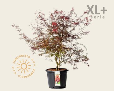 Acer palmatum 'Garnet' - XL+