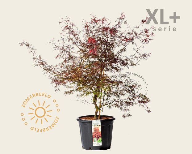 Acer palmatum 'Garnet' - XL+