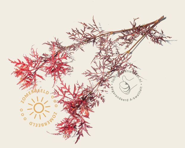 Acer palmatum 'Garnet' - XL+