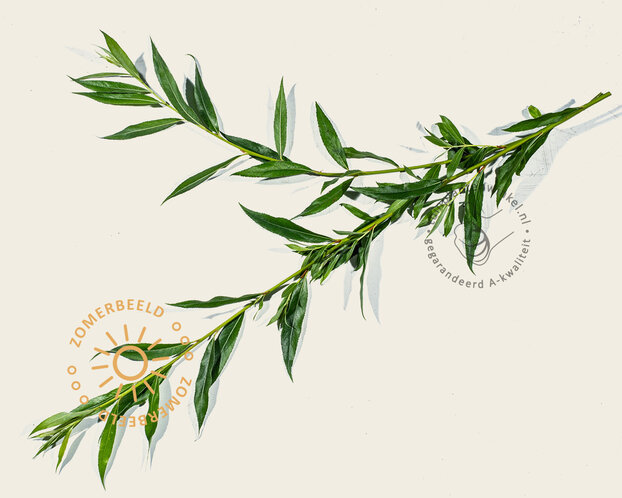 Salix alba 'Belders'