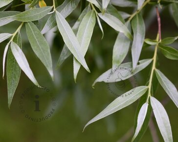 Salix alba 'Belders'