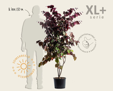 Cercis canadensis 'Forest Pansy' - XL+