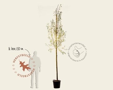 Salix alba 'Chermesina'