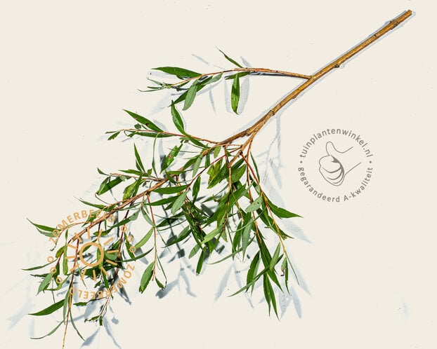 Salix alba 'Chermesina'