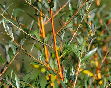 Salix alba 'Chermesina'