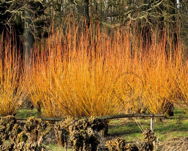 Salix alba 'Chermesina'