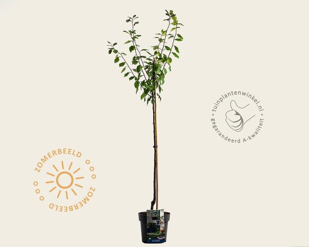 Prunus domestica 'Bleue de Belgique' - halfstam