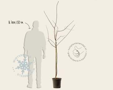 Prunus domestica 'Bleue de Belgique' - halfstam