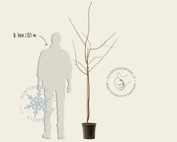 Prunus domestica 'Bleue de Belgique' - halfstam