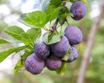 Prunus domestica 'Bleue de Belgique' - halfstam