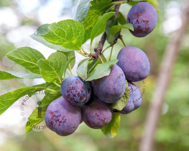 Prunus domestica 'Bleue de Belgique' - halfstam